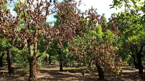 avocado-trees