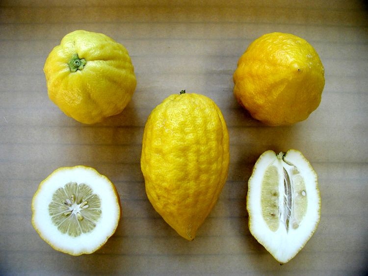 citrus-medca-etrog2