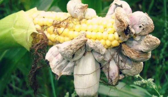 maiz-d-huitlacoche-de-veoverde