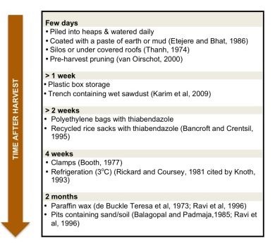 cassava-fig-2