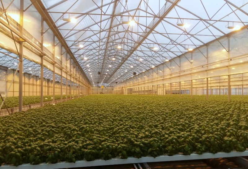 greenhouse