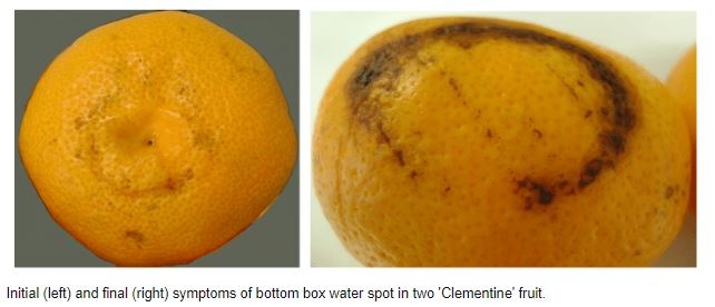 citosol-1-bottom-end