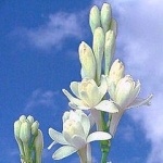 tuberose