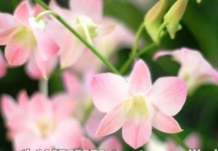 dendrobium-suree-peach-de-alibaba