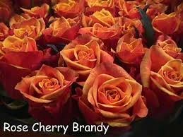 rosa-cherry-brandy