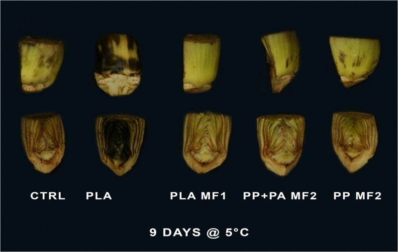 artichoke-picture-1