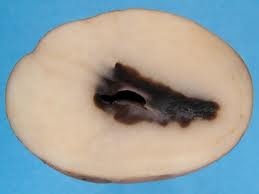 potato-black-heart