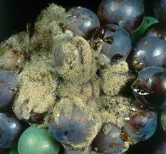 botrytis-de-vitivinicultura-net