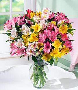 alstroemeria-de-flowerpetal-com