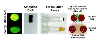 dna