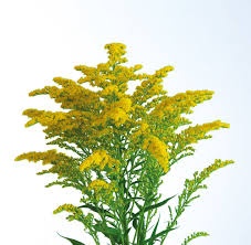 solidago