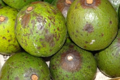 aguacate-antracnosis