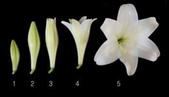 lily-flowering-degree