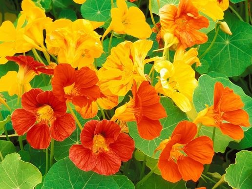 nasturtium-de-urbanseedling-com