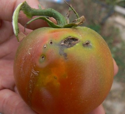 tomate-tuta