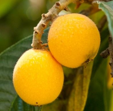 loquat