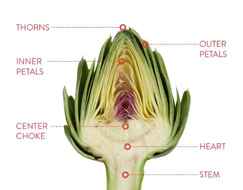 artichoke-de-oceanist