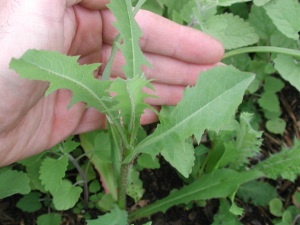 lactuca-serriola-prickly-lettuce-9-2008