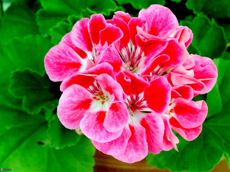 pelargonium-x-hortorum