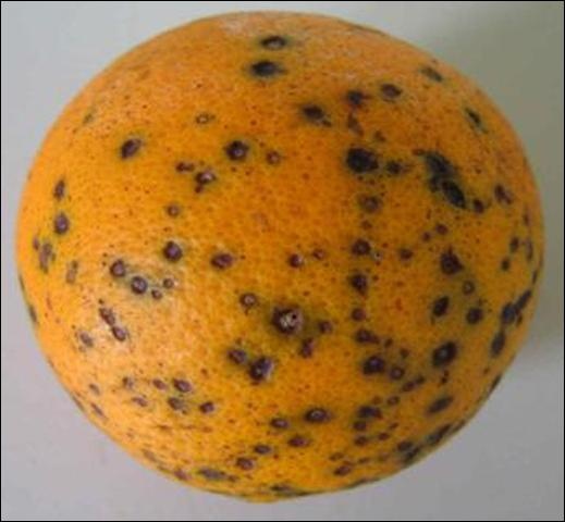 black-spot-citrus-by-barmac