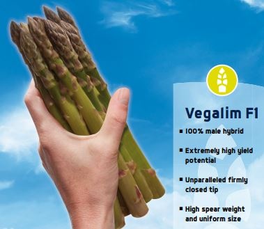 asparagus-vegalim