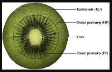 kiwi