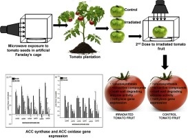 tomato-1-s2.0-s0925521419303345-ga1