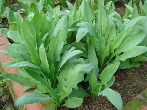 lactuca-indica-de-pinterest