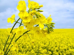 canola