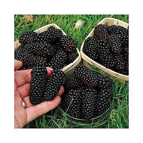 black-berry-fruit-500x500