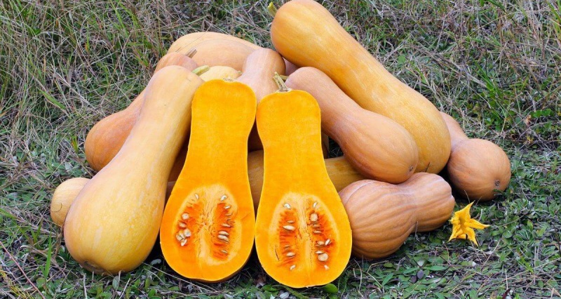 sakata-calabaza-c