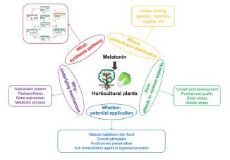 melatonin-1