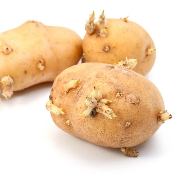 potato-sprout-(1)c