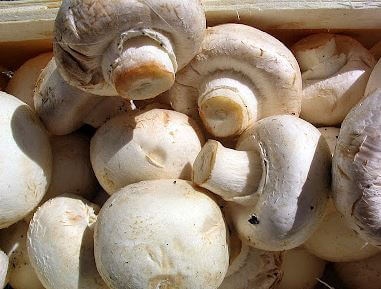 agaricus-capt-(1)