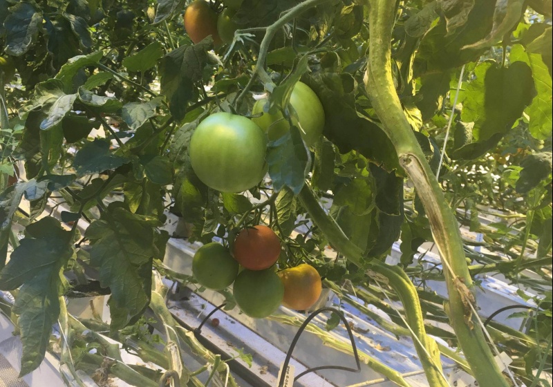 wageningen-tomato-(1)c