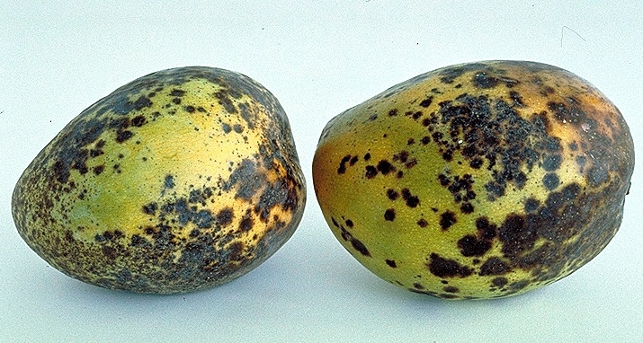 mango-anthracnose