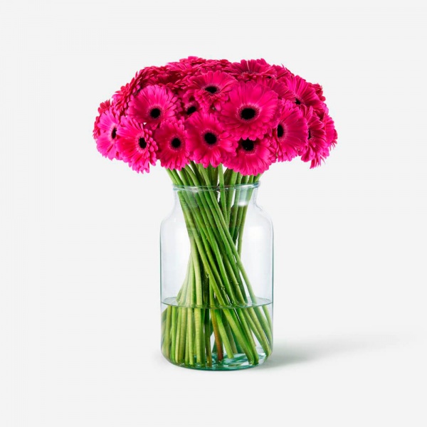 gerbera-fucsia