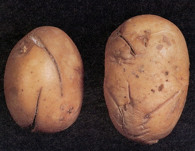 potato-12mechanical-injury