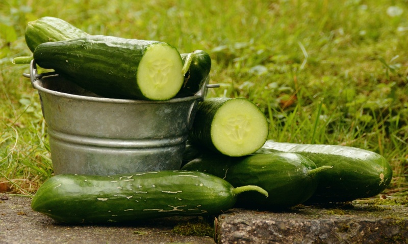 cucumbers-1588945-1920