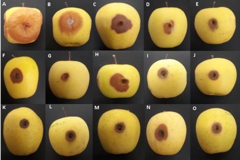 fig-4-apple