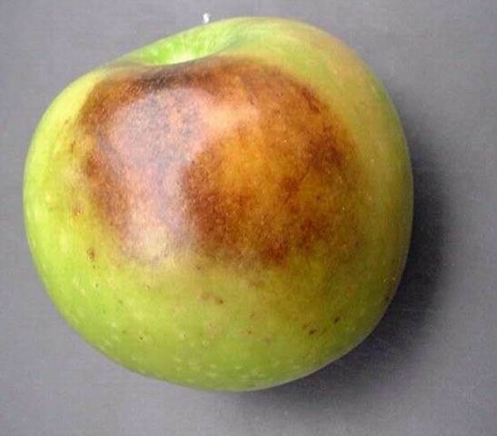 manzana-escaldado