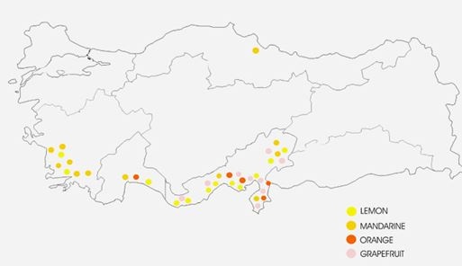 turquía-frutos-cítricos