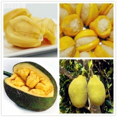 jackfruit-foto