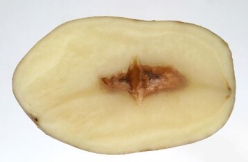 potato-skin