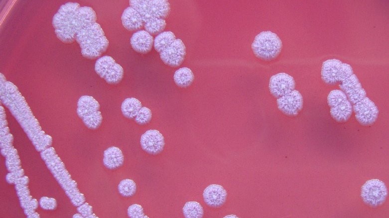 MIT-scientists-develop-way-to-toughen-up-good-bacteria-extend-shelf-life.jpg