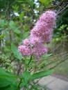 120107-spiraea-salicifolia