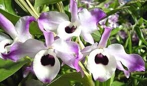 dendrobium-nobile-elicriso