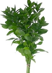 ruscus