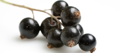 plant-&-food-r-blackcurrants-studio-55-3-1