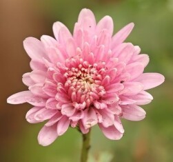 chrisanthemum